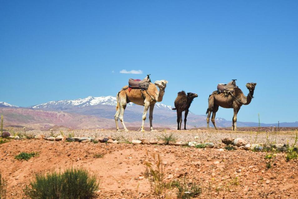 Amazigh Family Riad อิมลิล ภายนอก รูปภาพ